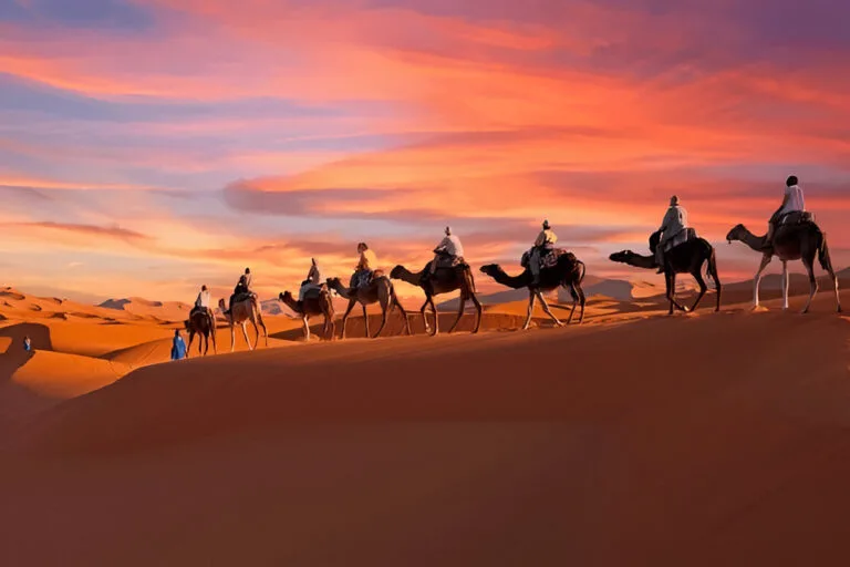 Camel resting in the Moroccan desert
