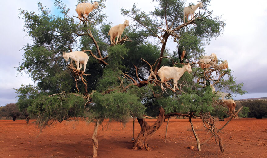 Hidden Spots to Explore on Your Essaouira Day Out