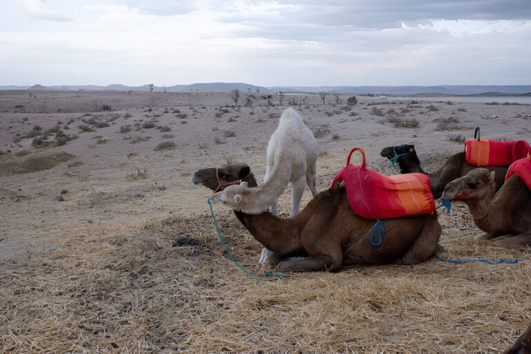 Camel ride through the Agafay Desert outside Marrakech