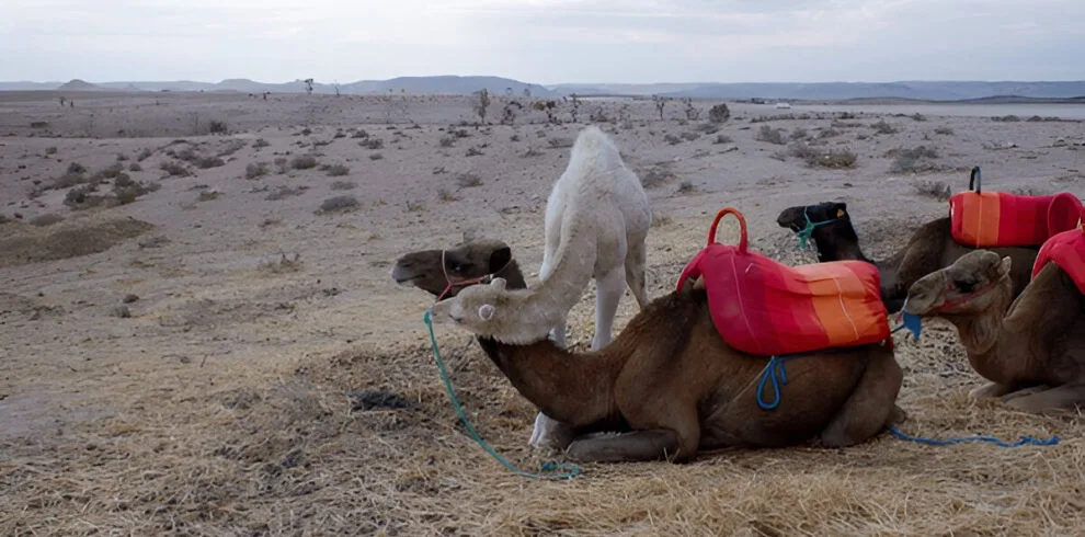 Camel ride through the Agafay Desert outside Marrakech