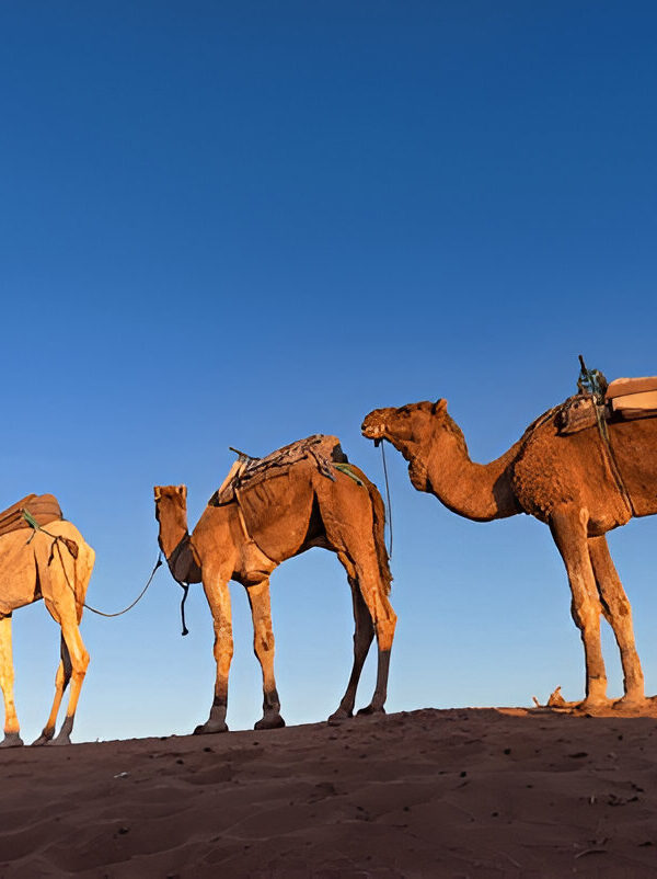 Camel trek at sunset in the Moroccan desert