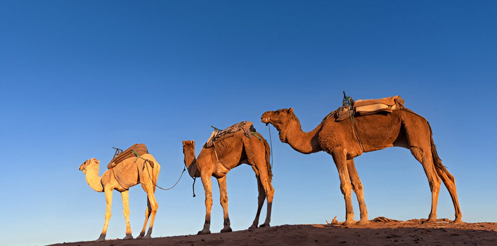Camel trek at sunset in the Moroccan desert